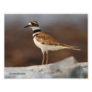 Closeup of a Killdeer Photo Print