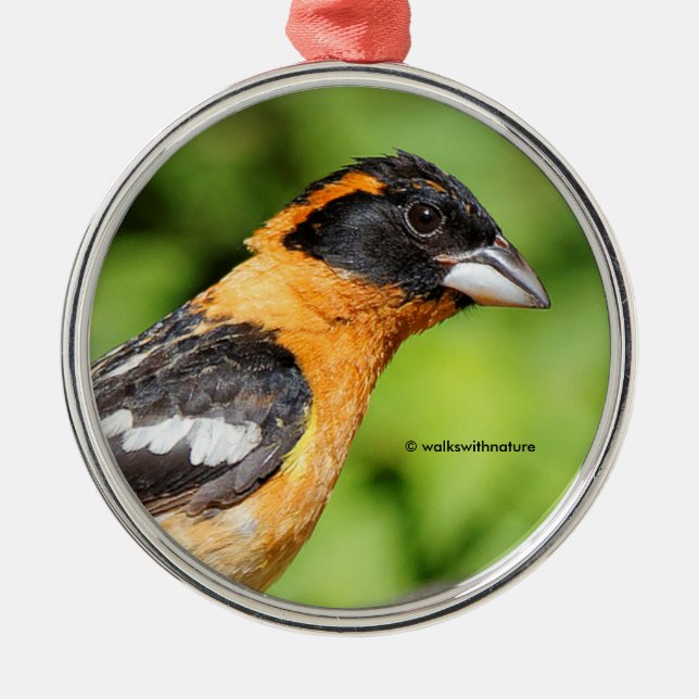 Closeup of Black-Headed Grosbeak Songbird Metal Ornament (Front)