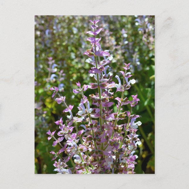 Closeup of clary sage in bloom postcard (Front)