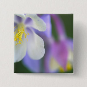 Closeup of Colorado Columbine flower. 2 Inch Square Button