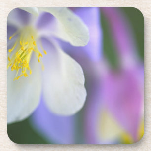 Closeup of Colorado Columbine flower. Coaster