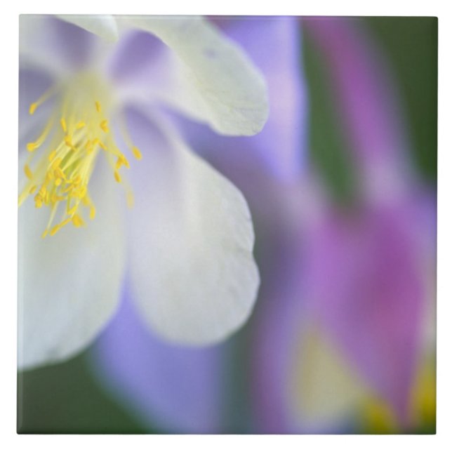 Closeup of Colorado Columbine flower. Tile (Front)