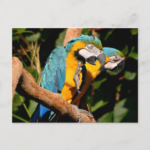 Closeup of gelbbrustara macaws on branch holiday postcard