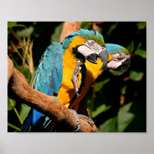 Closeup of  gelbbrustara macaws on branch poster