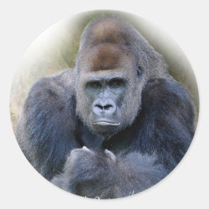 Closeup of gorilla lying on grass classic round sticker