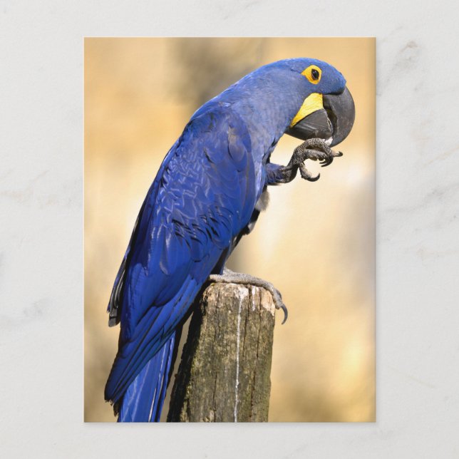 Closeup of Hyacinth macaw perched on wood post Postcard (Front)