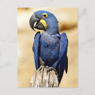 Closeup of Hyacinth macaw Postcard