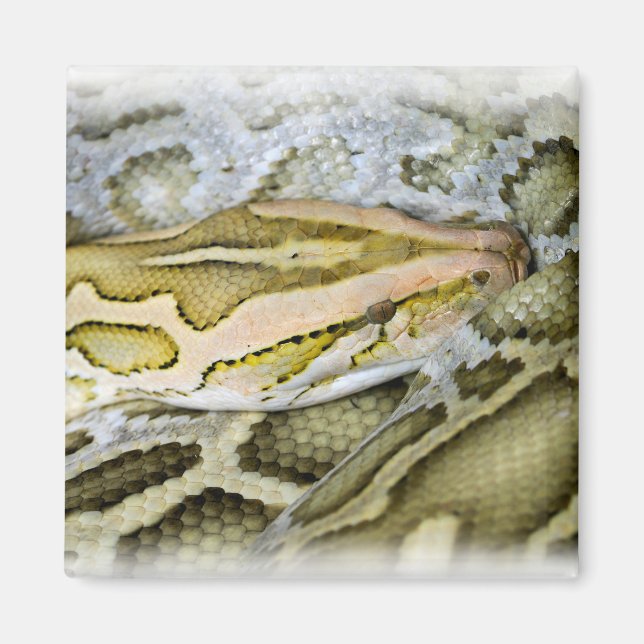 Closeup of Indian python Magnet (Front)