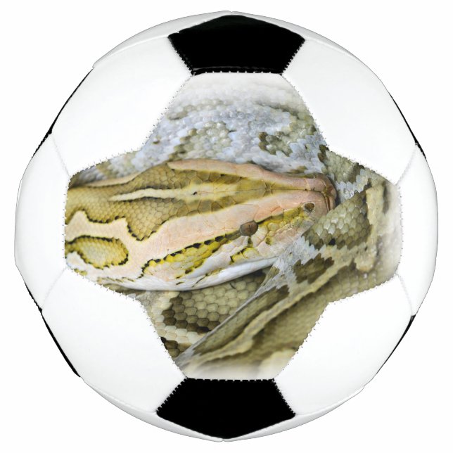 Closeup of Indian python Soccer Ball (Front)