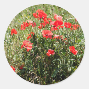 Closeup of poppies classic round sticker