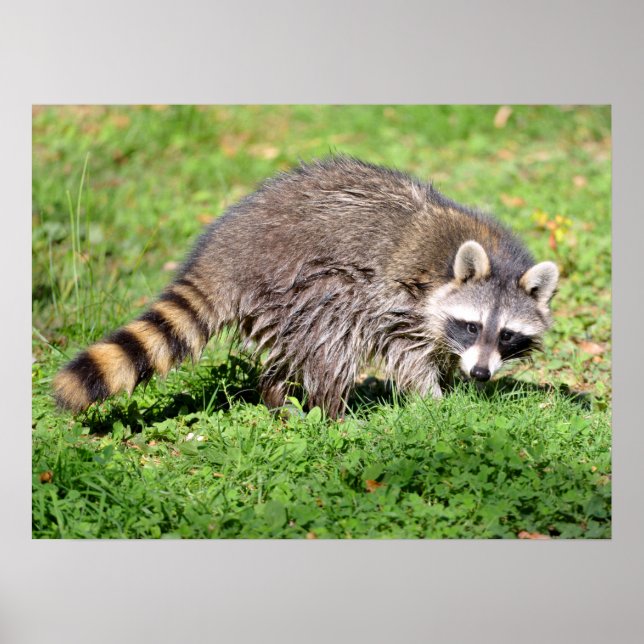 Closeup of Raccoon Poster (Front)
