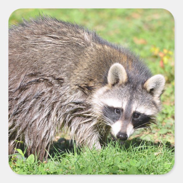 Closeup of Raccoon Square Sticker