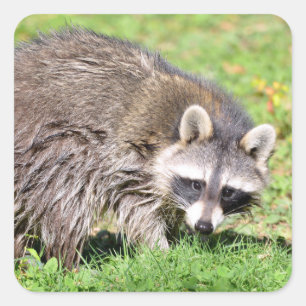 Closeup of Raccoon Square Sticker