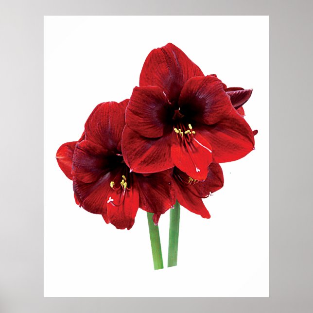 Closeup of Red Amaryllis Poster (Front)