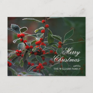 Closeup of red Holly berries with frost. Holiday Postcard