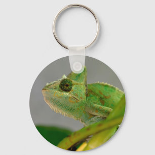 Closeup of veiled chameleon among plants postcard keychain