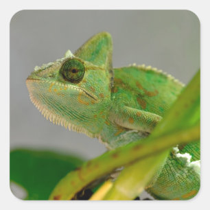 Closeup of veiled chameleon among plants postcard square sticker