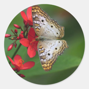Closeup of white butterfly classic round sticker