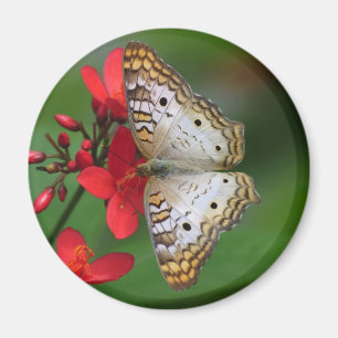 Closeup of white butterfly magnet