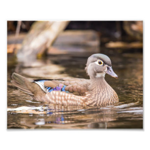 Closeup of Wood Duck Photography Print