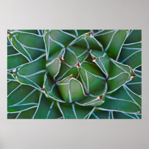 Closeup photo of green and white plant poster