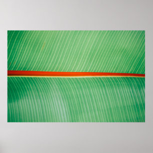 Closeup photo of green leaf poster