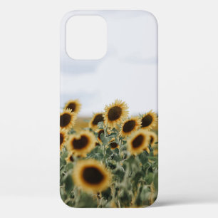 CLOSEUP PHOTO OF SUNFLOWERS iPhone 12 CASE