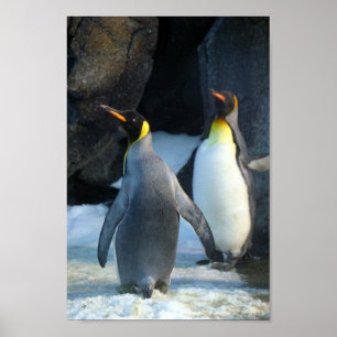 Closeup Photo of Two king  Penguins Poster
