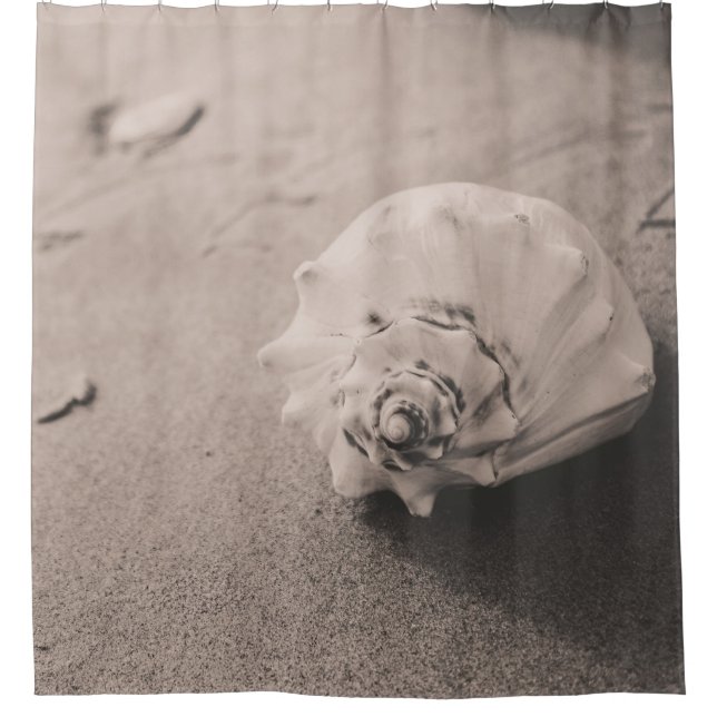 Closeup photo of white seashell on sand (Front)