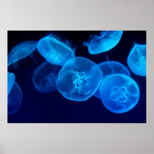 CLOSEUP PHOTOGRAPHY OF SWARM OF JELLYFISH POSTER