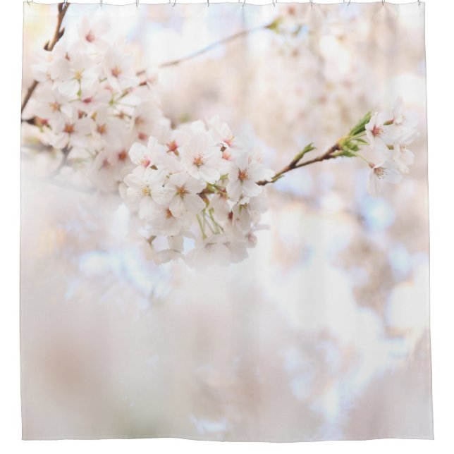 CLOSEUP PHOTOGRAPHY WHITE CHERRY BLOSSOMS (Front)
