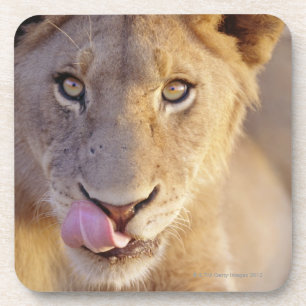 Closeup portrait of a young male lion lying coaster