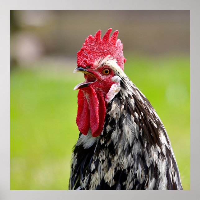 Closeup rooster crowing poster (Front)