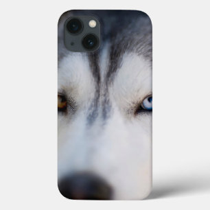 Closeup Stoic Gaze of an Alaskan Malamute iPhone 13 Case