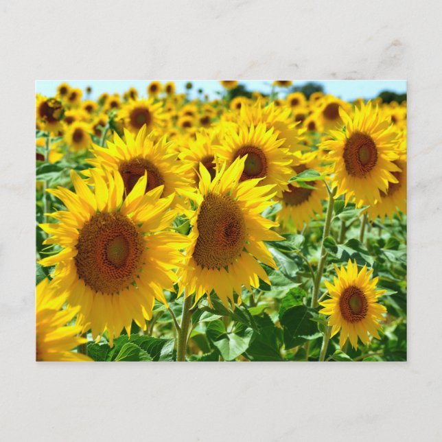 Closeup sunflowers in France Postcard (Front)