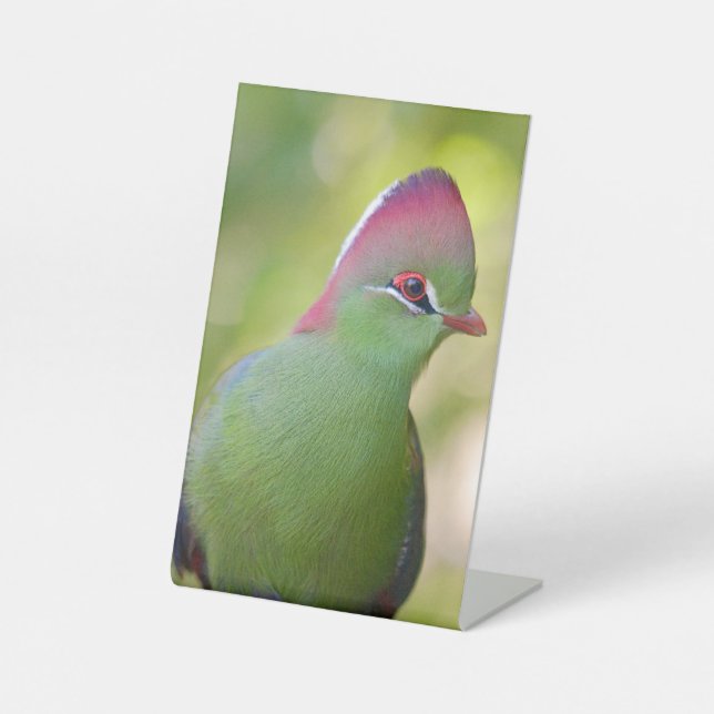 Closeup turaco of fischer pedestal sign (Front)
