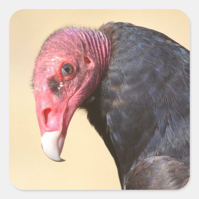 Closeup turkey vulture square sticker (Front)