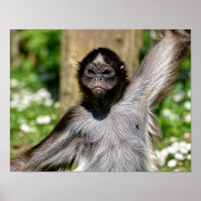 Closeup variegated spider monkey postcard metal or poster (Front)