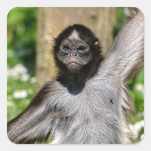 Closeup variegated spider monkey postcard metal or square sticker