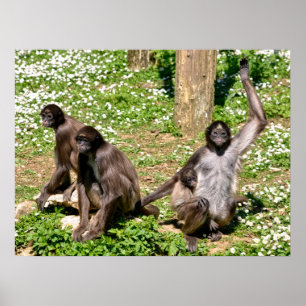 Closeup variegated spider monkey   poster