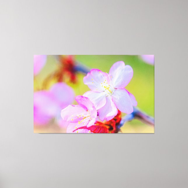 Closeup View Of Pink Sakura Cherry Blossoms Canvas Print (Front)