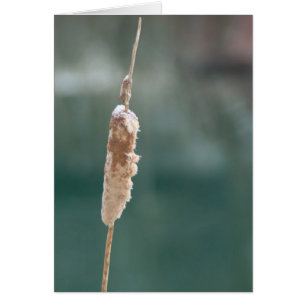 Closeuse de Cattail d'hiver