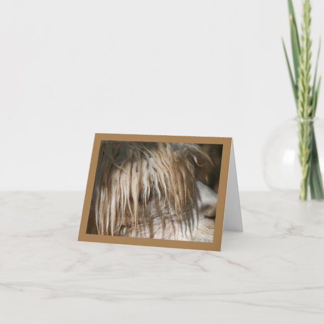 Clôture Alpaca - Carte (Devant)