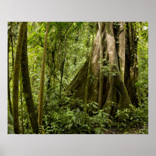 Cloud forest, Bosque de Paz, Costa Rica Poster
