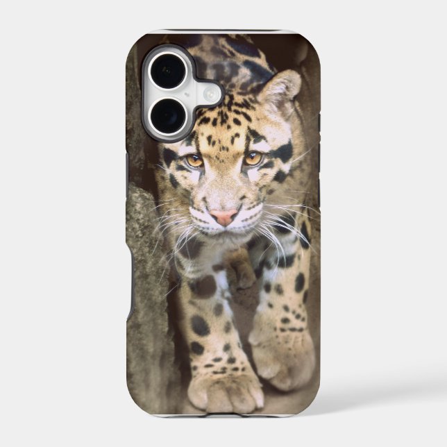 Clouded Leopard (Back)