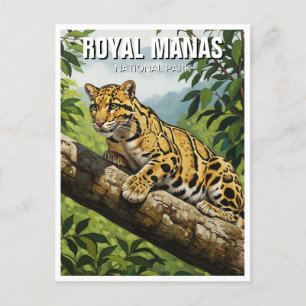 Clouded Leopard at Royal Manas National Park Postcard