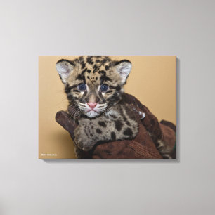 Clouded Leopard Cub Canvas Print