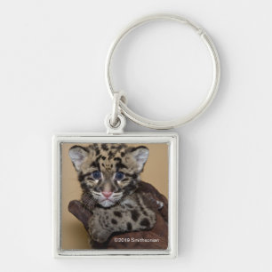 Clouded Leopard Cub Keychain