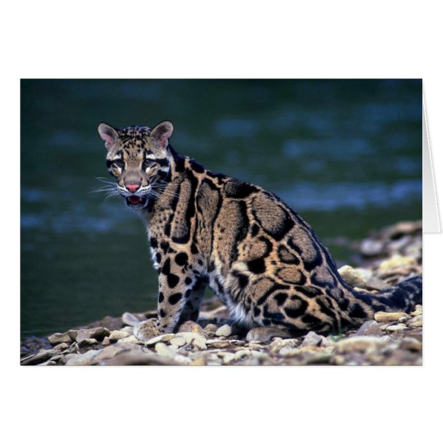 Clouded Leopard-eye contact (Front Horizontal)