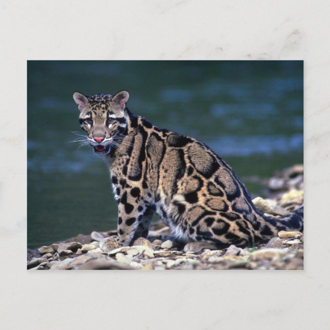 Clouded Leopard-eye contact Postcard (Front)